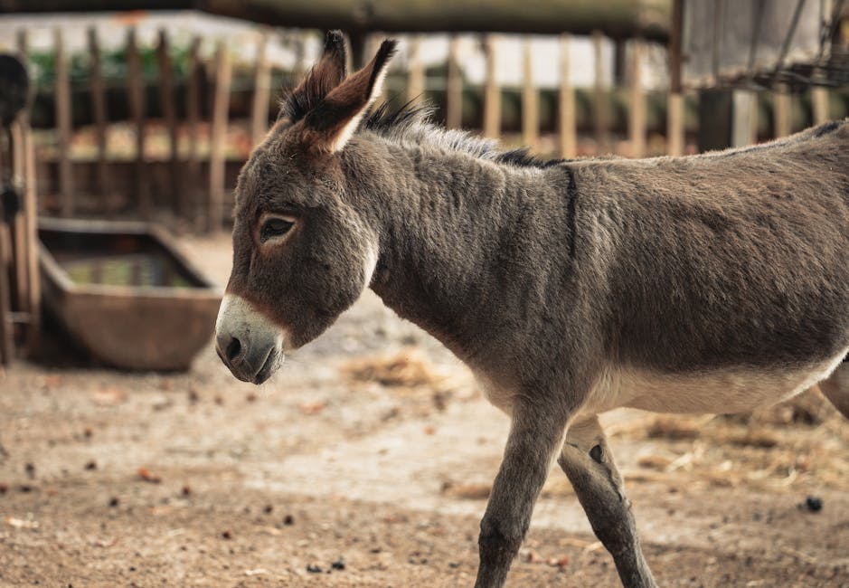 Donkey in rural setting