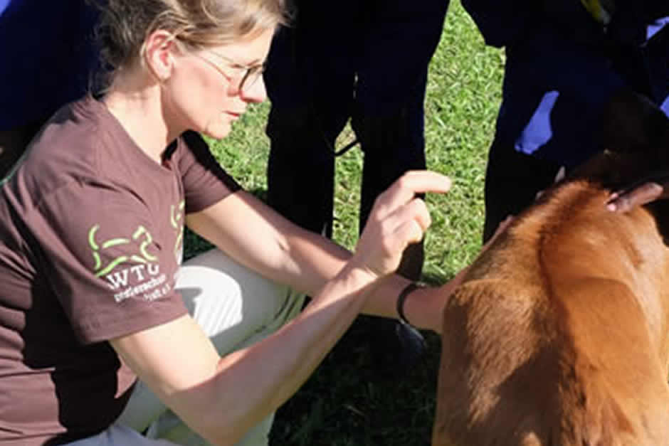 Veterinarian treating dog