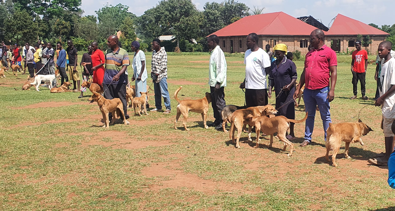 Veterinarian and volunteer examine dog