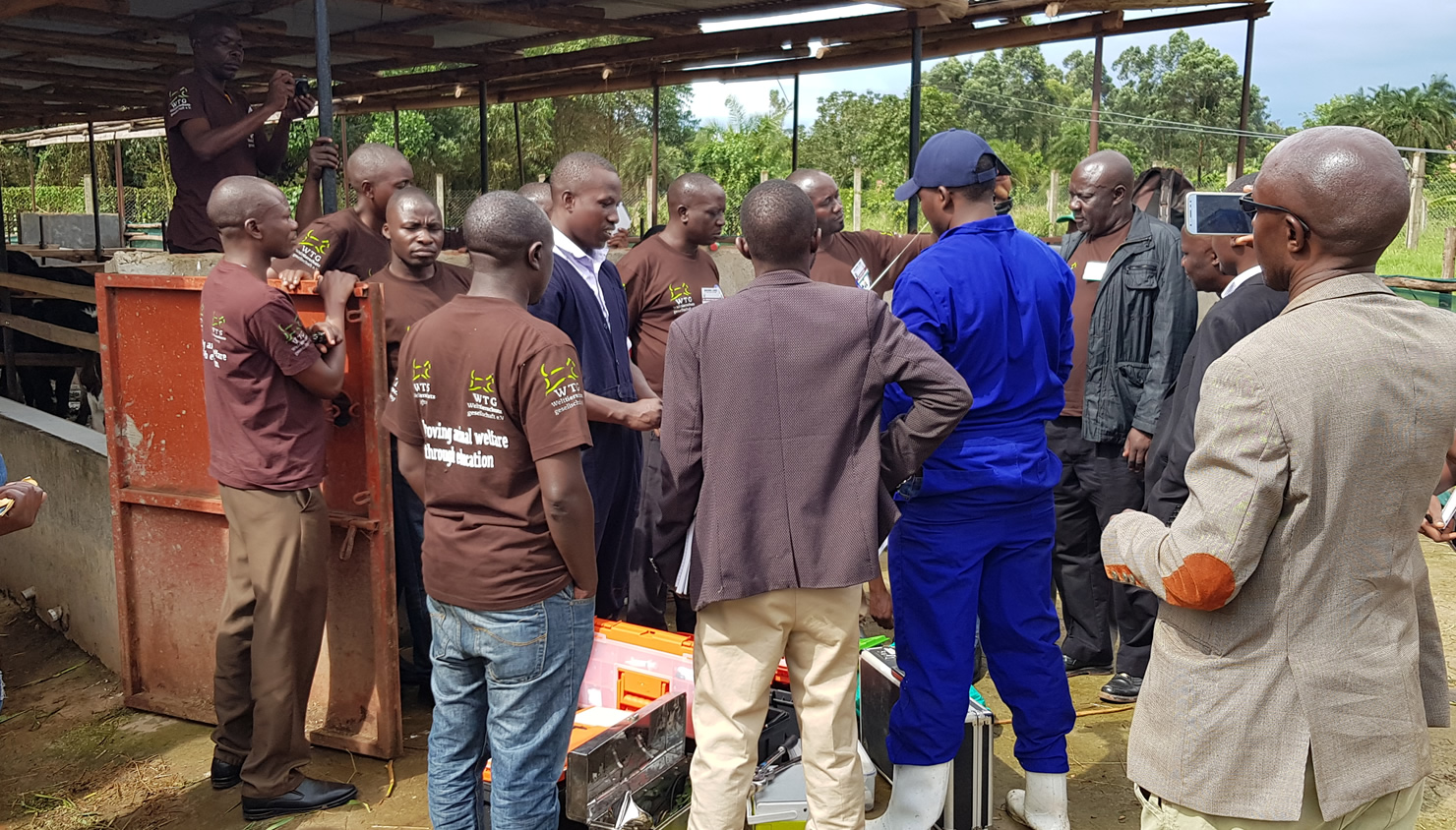 Veterinarian bandages injured dog