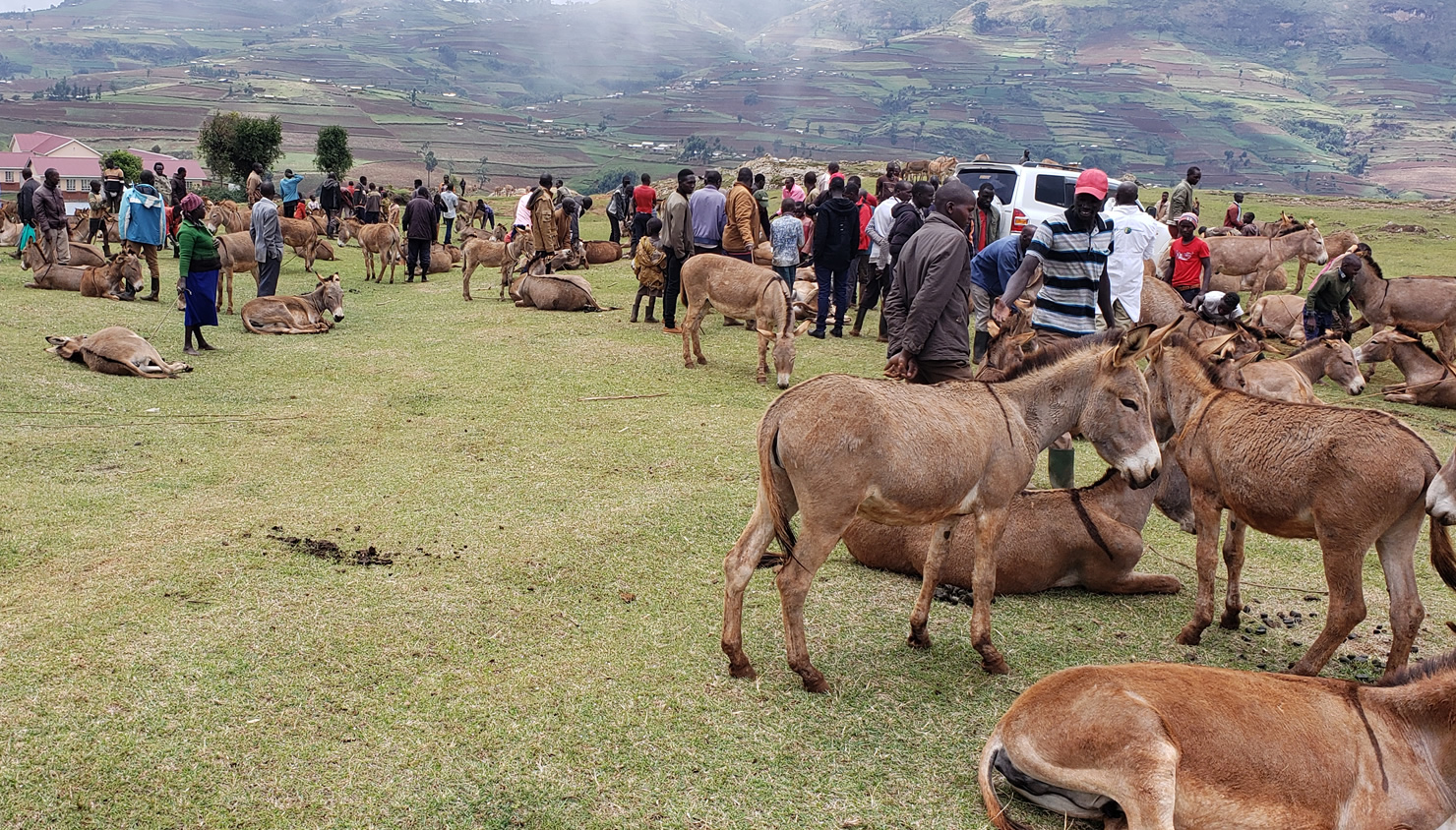 Donkeys on farm